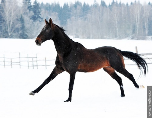 zoubstance:Aknur (b. 2001)Akbelek x Novgul  |  Line: Everdy Teleke[x]——Someonebuymethishorse