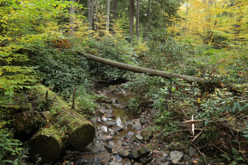 vandaliatraveler:Cathedral State Park protects one of a handful of virgin hemlock forests remaining 