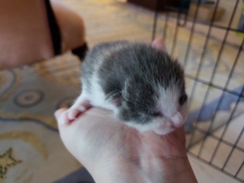 agestofrobynhode: graveglamour: Six weeks ago, we rescued a little kitten from a locked cemetery she