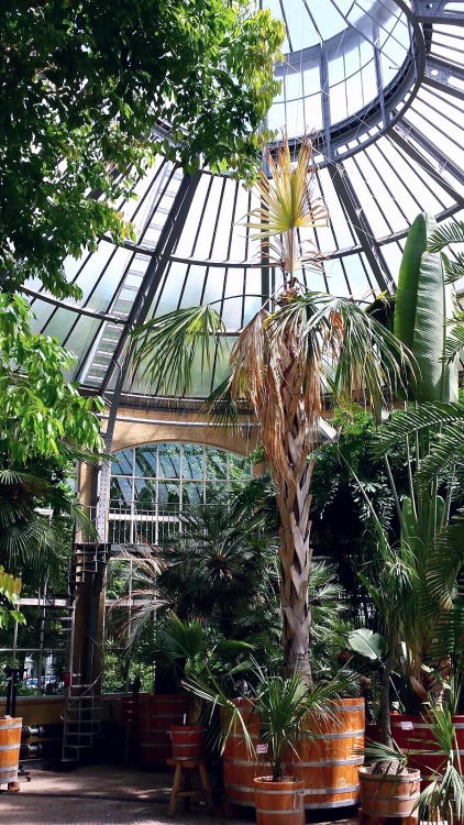 chameleo: Hortus Botanicus, Amsterdam