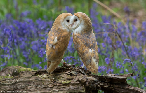 inspirehaisell:Barn Owl Love by LesArnott