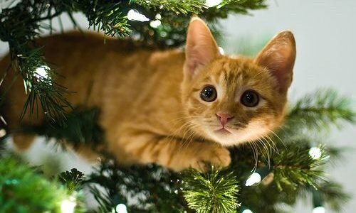 coolcatgroup:Here’s some of my personal favorite Christmas cat pictures!! Hope everyone has a good day!!