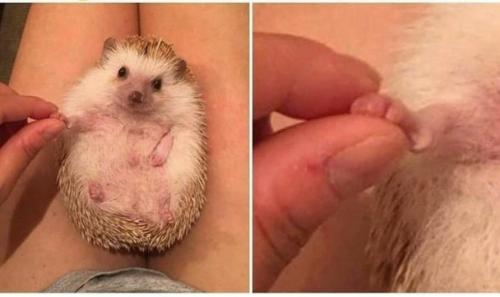 justcutepics-daily
