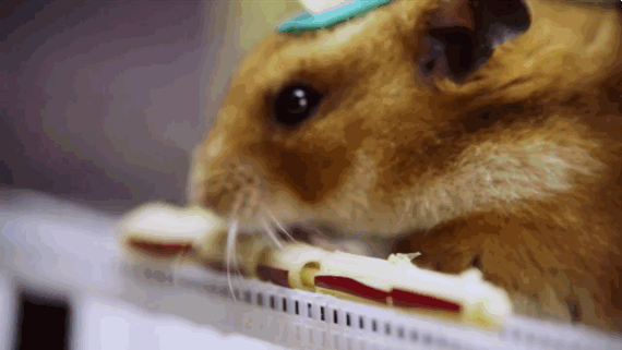huffingtonpost:  Tiny Hamster Is Back And This Time It’s A GIANT MONSTERCue Godzilla