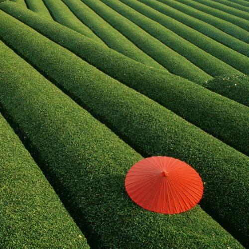 Kyoto Obubu Tea Plantation, Japan.  image via Pinterest