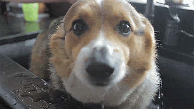 corgiaddict:  letterstogodptiii:  Corgi takes a bath [x]  YES 