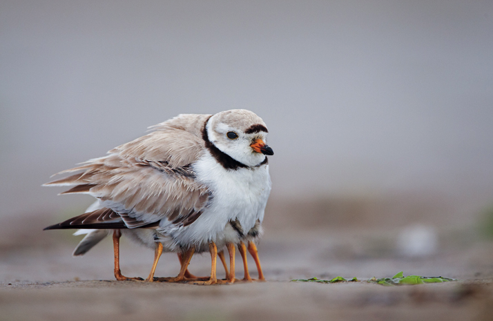 awkwardsituationist:  a mother piping plover on massachusetts’s plum island plumps