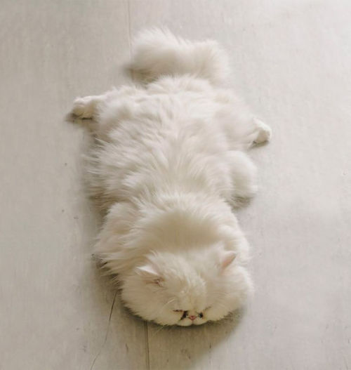 askfordoodles: awesome-picz: The Fluffiest Cats In The World. This is exactly the kind of floof ther
