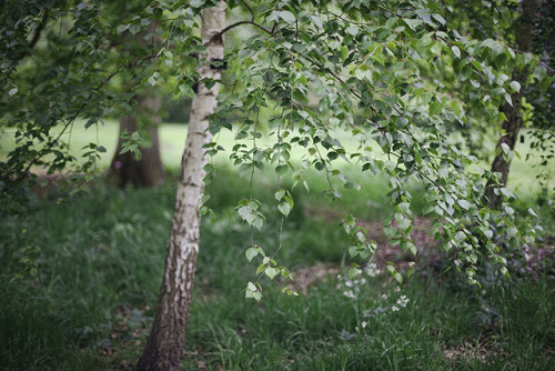 cinnamonthursdays: Birch in Green By Karolina Koziel Website | Instagram | Pinterest | Tumblr