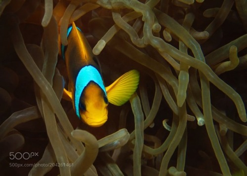 socialfoto:Red Sea Anemonefish Red Sea Anemonefish, Gulf of Suez by spennyblue