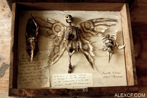 The unique collection of specimens of Crypto-naturalist, Fringe Zoologist and Xeno -Archeologist Tho