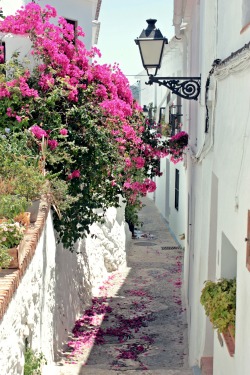 travelingcolors:  Bougainvillea in the alley, Frigiliana, Málaga | Spain (by Nacho Coca)