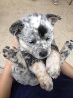 cuteanimalspics:  Blue heeler puppy (Source: http://ift.tt/1CmITiA)