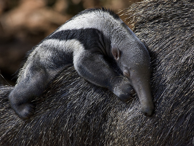 creatures-alive:  Giant Anteater Baby by Smithsonian’s National Zoo on Flickr.