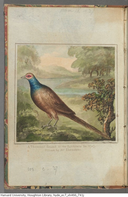 Shenstone, William, 1714-1763. &ldquo;A pheasant found at the Lessowes in 1747.&rdquo; Drawn on the 