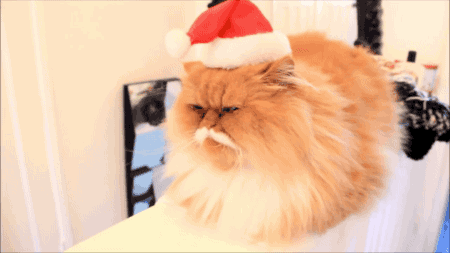 gifsboom:Oki The Cat // tumblr // Facebook // twitterMerry Christmas, Oki!