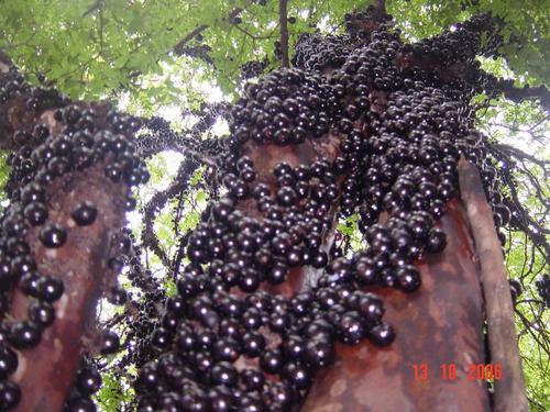 did-you-kno:     Brazilian Grape Tree (also known as Jabuticaba) does not use branches to grow fruits. It grows fruits (and flowers) directly on the trunk. Source