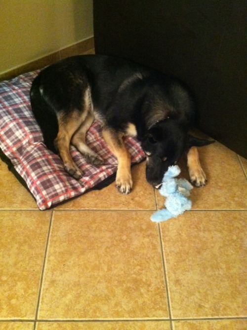 coffeeandspentbrass:    swinglover77 submitted:  I see all those beautiful German shepherds….gotta add mine <3 Big one is Beowulf, the little peanut is his sister Valhalla.
