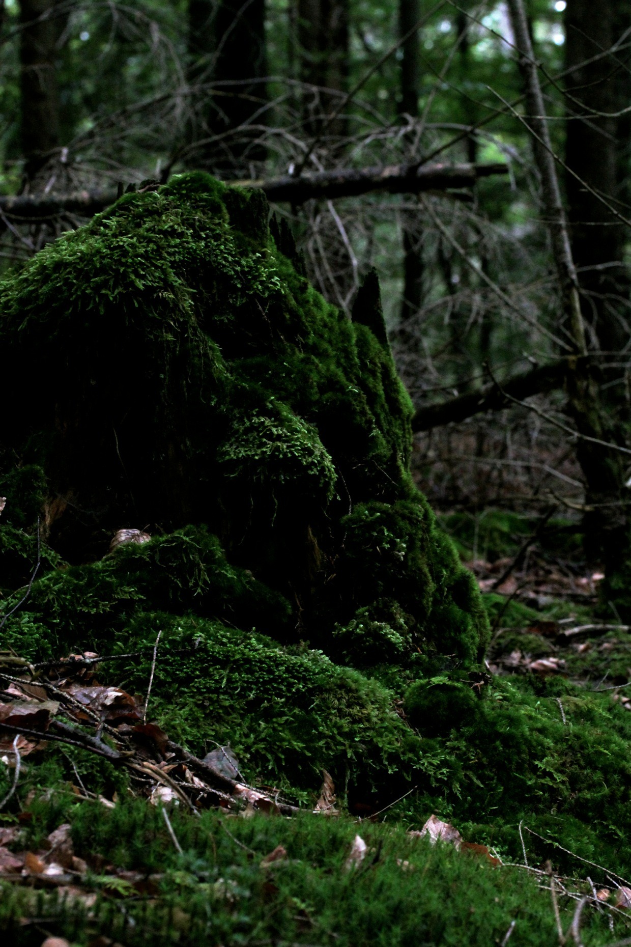 greenreblooming:  walking the woods #181 *photo 17 october 2015 