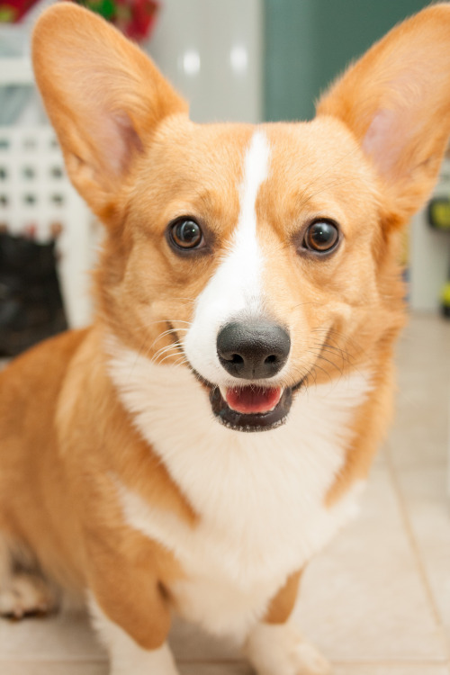 eeveesevolution:Such a charming young corg.Pretty boy.