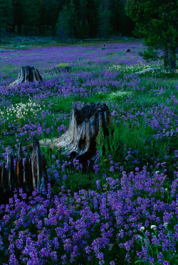 nm-gayguy:  djferreira224:  Penstemons, Tahoe National Forest Photograph by Raymond Gehman, National Geographic  A field of penstemons surround burnt out tree trunks in Tahoe National Forest, Nevada.  :o) 