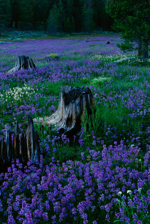 coiour-my-world:Penstemons, Tahoe National ForestPhotograph by Raymond Gehman, National Geographic A