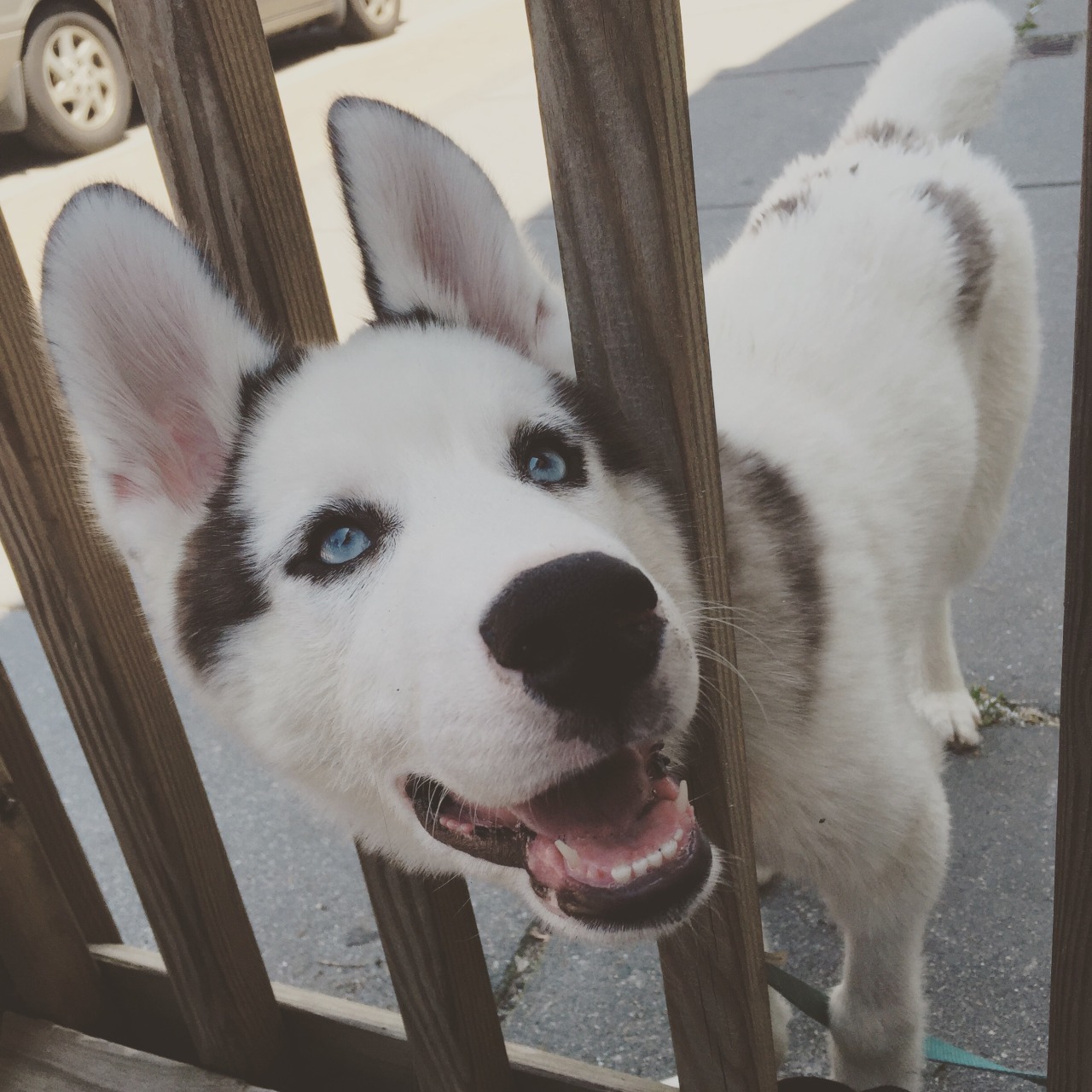 handsome dogs for you in these trying times