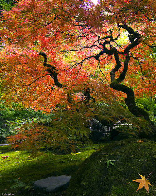 jap_garden_oct3-2 by ahp_ibanez on Flickr.Portland Japanese Garden, Portland, OR