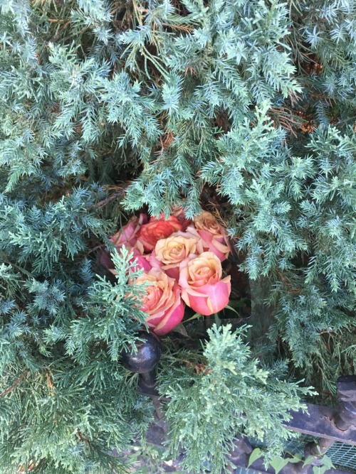 Drying out, roses Hide in a bush. Pink setting Into yellow dusk.