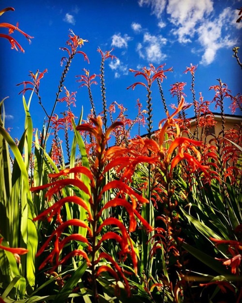 Spring #orange  (at Othman Manor)