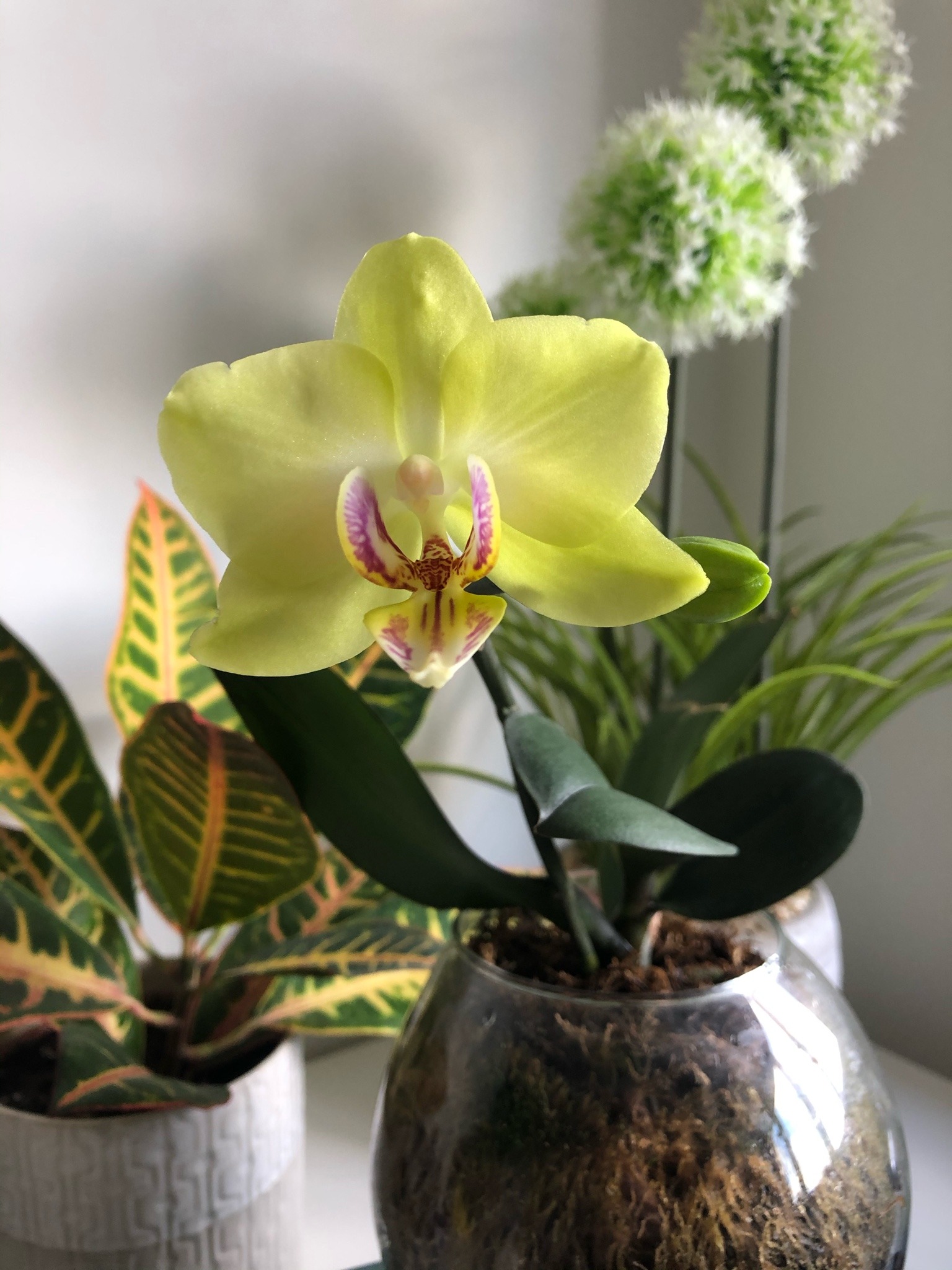 itsamba:Blossomed back after a whole year 🥰