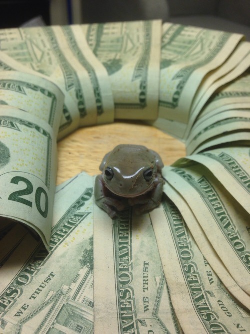 frogsuggest:  mynameiskurisu: This is the money frog reblog for good luck and many crickets money ca