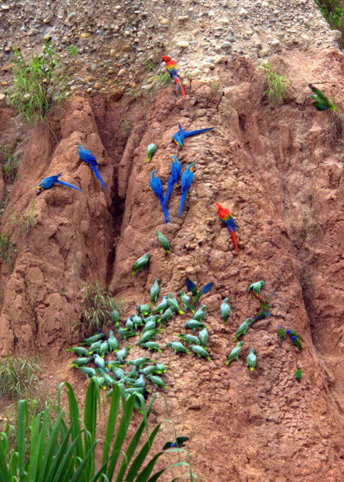 yungmethuselah: relatetorocks: “Parrots eating earth.”  By Brian Ralphs, CC BY 2.0 