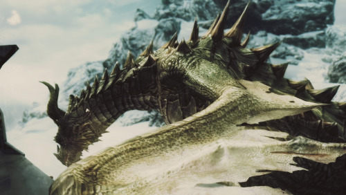 fisziskyrim: Paarthurnax, the old white dragon of Skyrim.