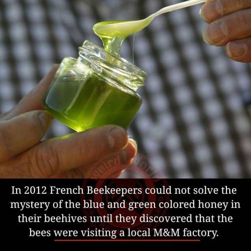 grauncho:  If the bees visited the local Eminem factory, would the honey look like mom’s spaghetti? 
