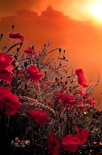 Poppy Field Sunset, Provence, France