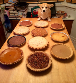 aimmyarrowshigh:scampthecorgi:Right now the date and time is about 3.14.15 9:26:53 which seems like the right time to say…Happy Pi Day, everyone!!!I can’t believe this dog baked all these pies
