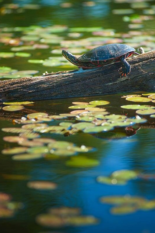 l0stship:  Turtle in morning sunlight… - by Andrew Kufahl