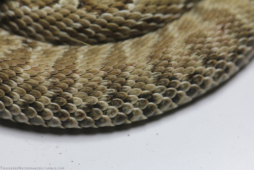 triggerednecromancer:Prairie Rattlesnakes have such gorgeous patterns.