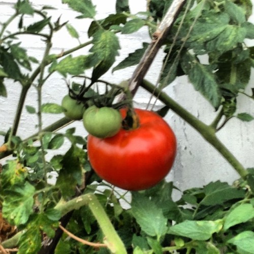 Kamatis!!! #FrontYard