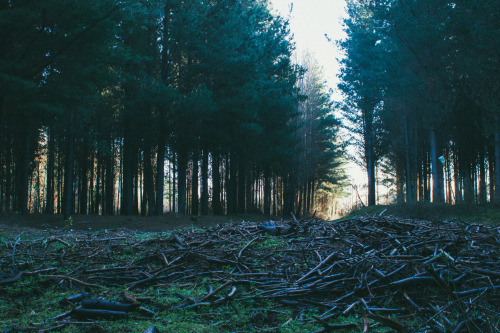 peaceful-moon: keep-youreyes-wideopen: Pine Forest. A very common tree here in Chile. Not native tho