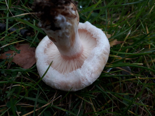 Waltham Forest, London, UK, September 2020Wooly milkcap (Lactarius torminosus)The pale pink concentr