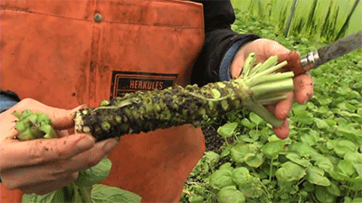 huffingtonpost:  Think you’ve been eating wasabi all this time? Think again. 