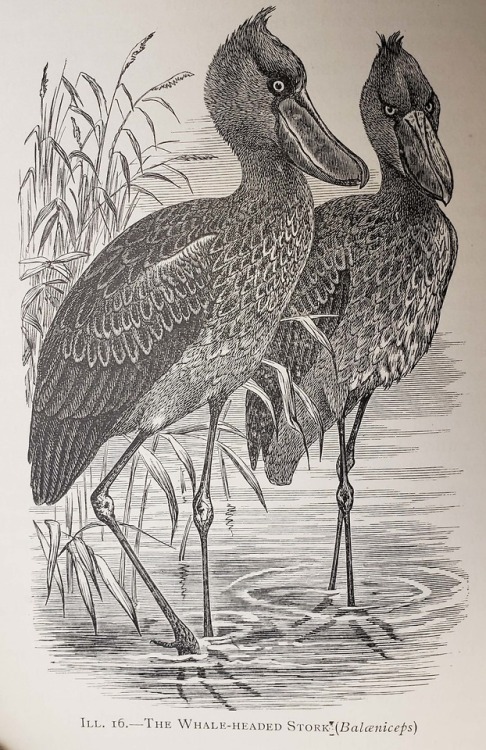 Whale-headed storksFrom: Pycraft, William Plane, 1868-1942. A history of birds. London : Methuen, 19