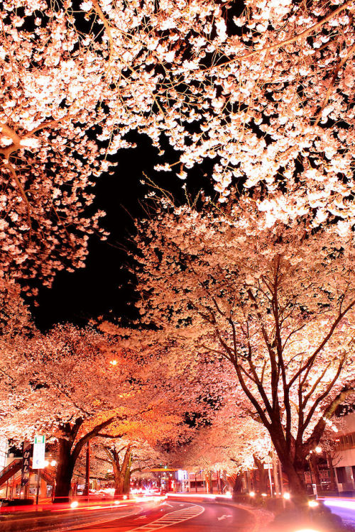XXX  Long exposures photos of “Japan cherry photo