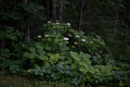 Wild-Flowers by desouto