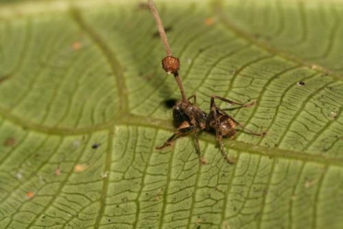 Zombie AntThis ant has been completely taken over by a fungus. It’s dead now, but the fungus h