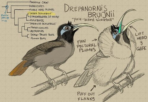 There are two bird of paradise groups called sicklebills, though they are actually quite different. 