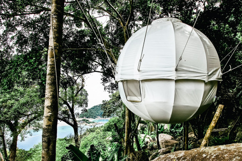 sucede-es:  Cocoon Tree