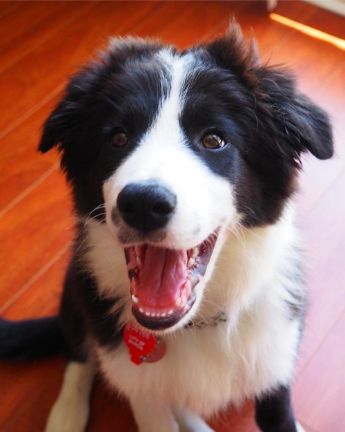 ITS FRIYAY!!!#bordercollie #bordercollies #bordercolliepup #puppy #puppiesofinstagram #puppyofthed